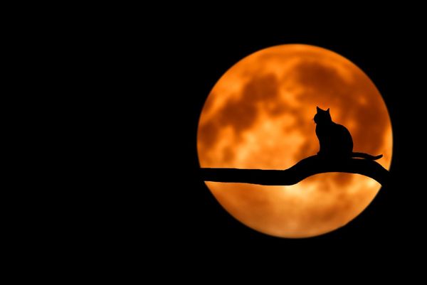 Spooky Music for Halloween, Featuring Film Score Legend Bernard Hermann